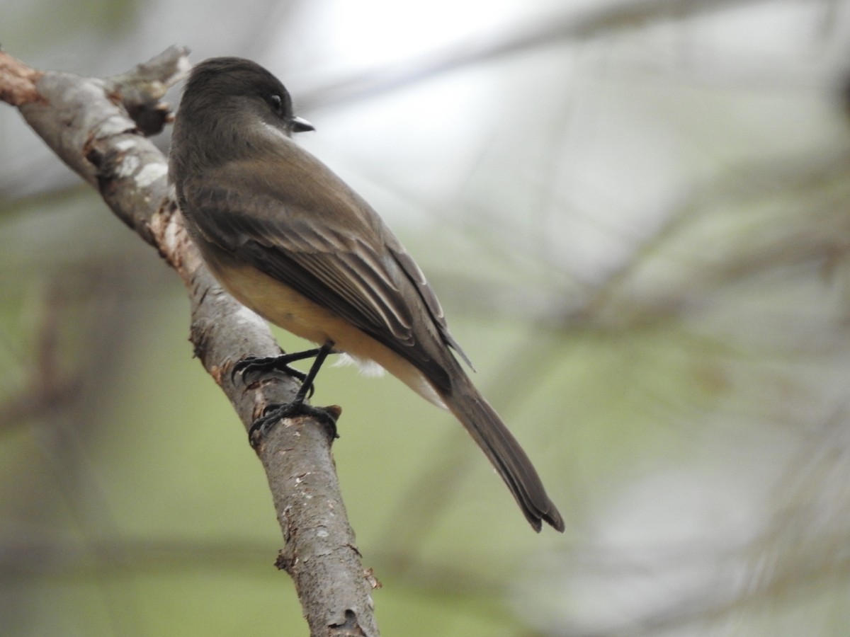 Eastern Phoebe - ML417035561