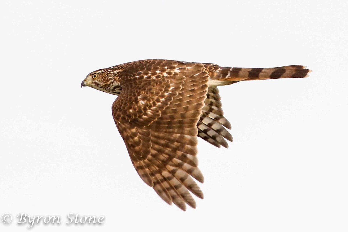 Cooper's Hawk - Byron Stone
