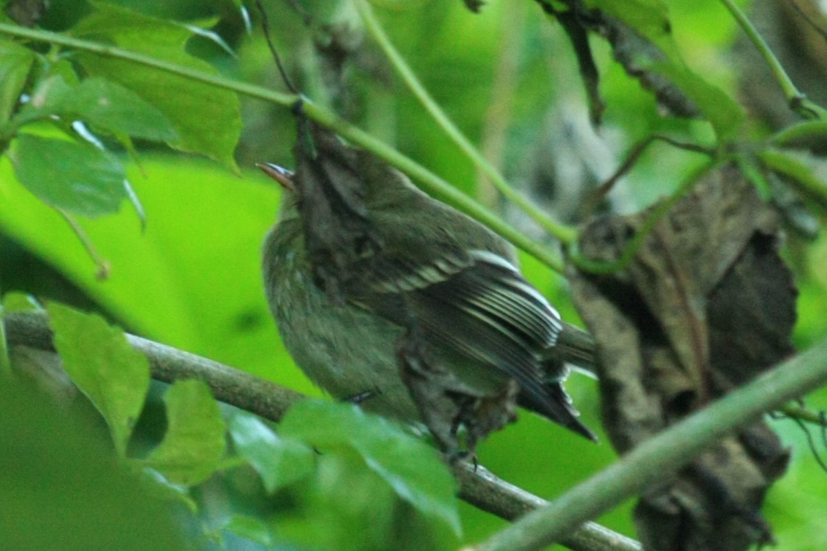 Mountain Elaenia - Tim Lenz