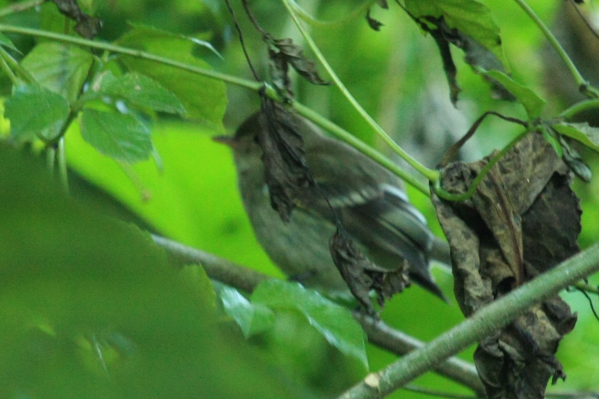 Mountain Elaenia - Tim Lenz