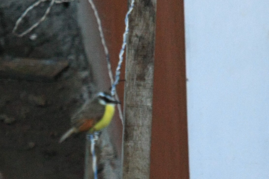 Great Kiskadee - Tim Lenz