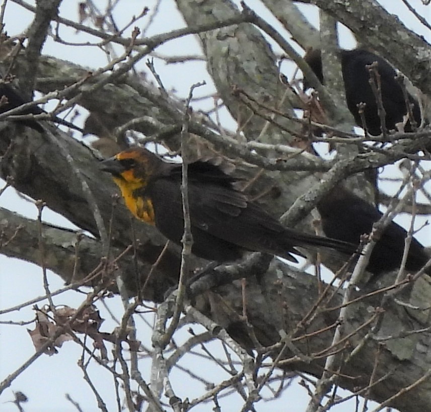 Yellow-headed Blackbird - ML417041451