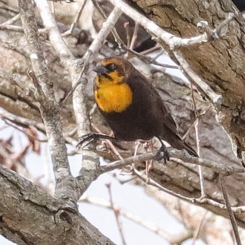 Yellow-headed Blackbird - ML417045331