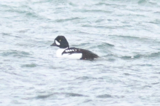 Barrow's Goldeneye - ML417045931