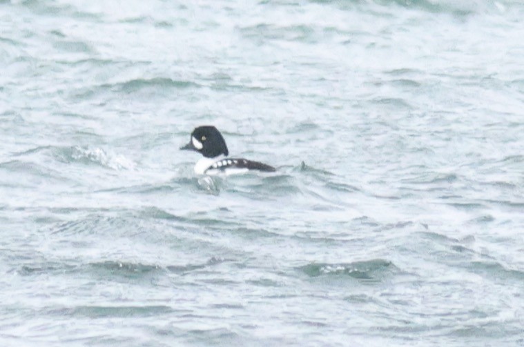 Barrow's Goldeneye - ML417045951