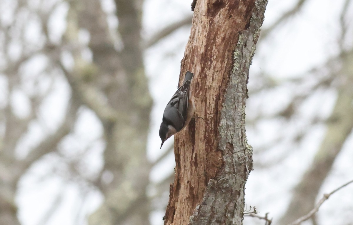 White-breasted Nuthatch - ML417046501
