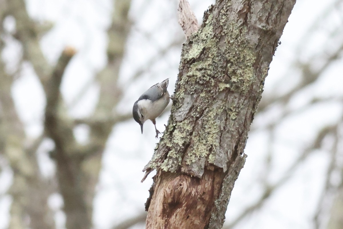 White-breasted Nuthatch - ML417046511