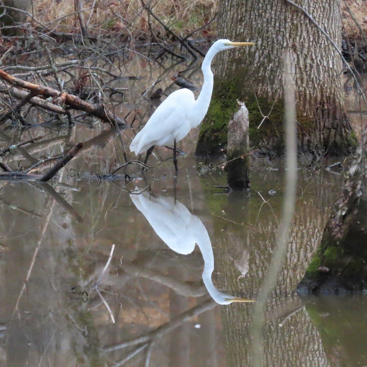 Great Egret - ML417046521