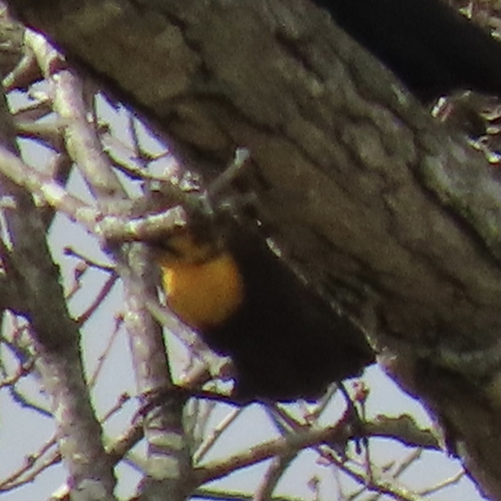 Yellow-headed Blackbird - ML417046741