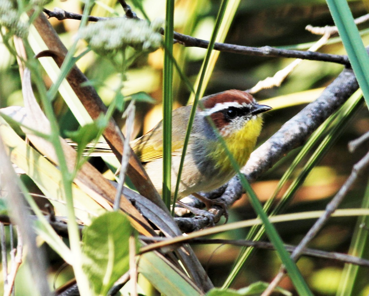 Rufous-capped Warbler - Colette Micallef