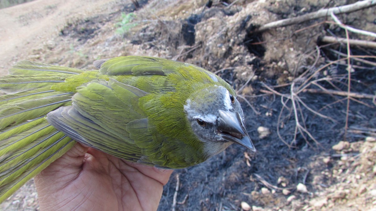 Buff-throated Saltator - Luis Mieres Bastidas