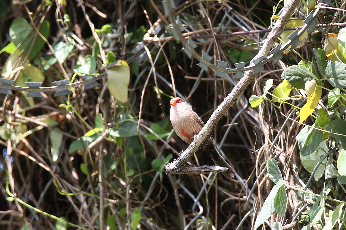 Common Waxbill - ML417053661