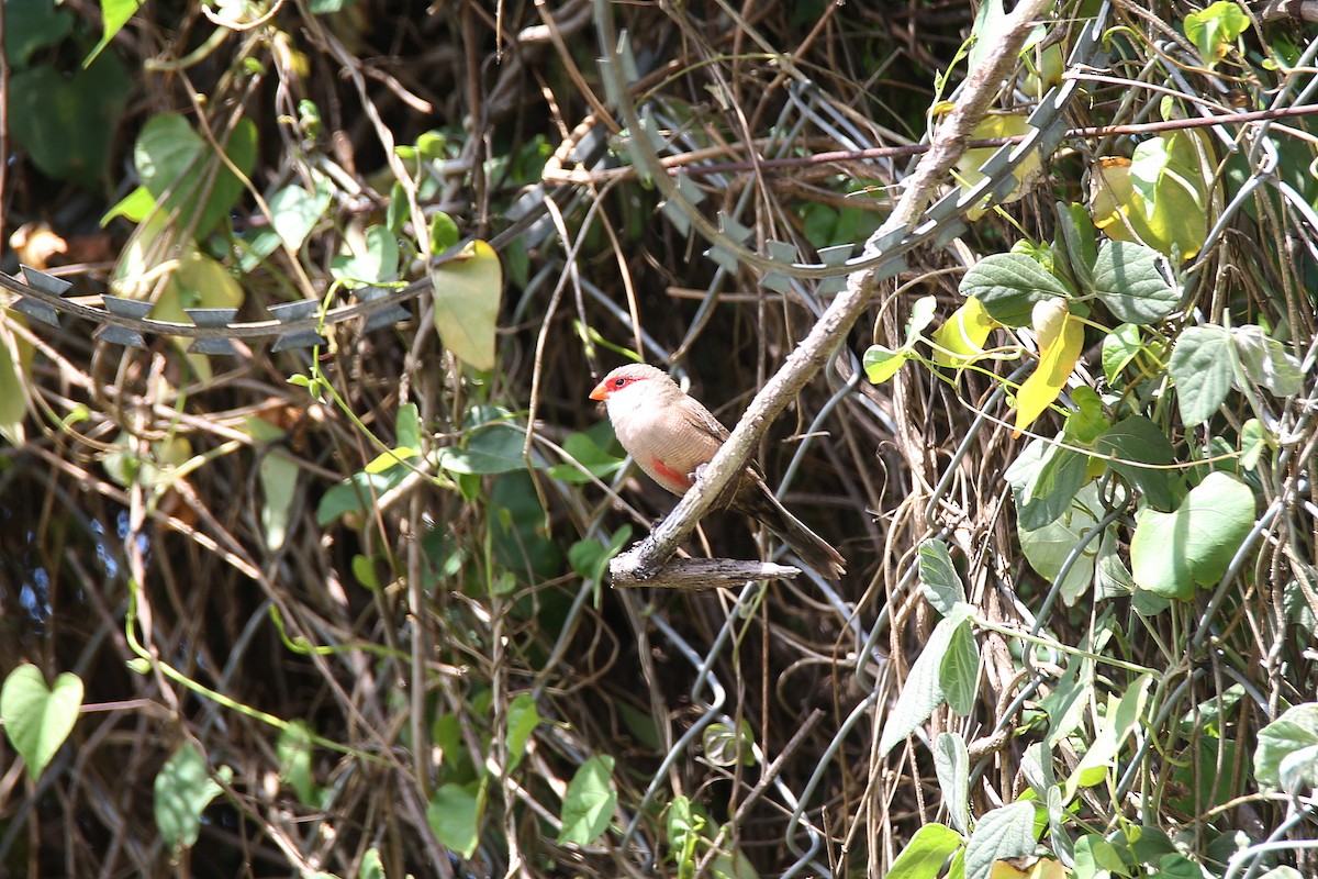 Common Waxbill - ML417053681