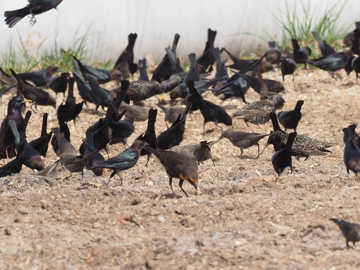 Yellow-headed Blackbird - ML417054411