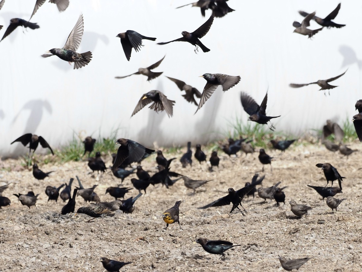 Yellow-headed Blackbird - ML417054421