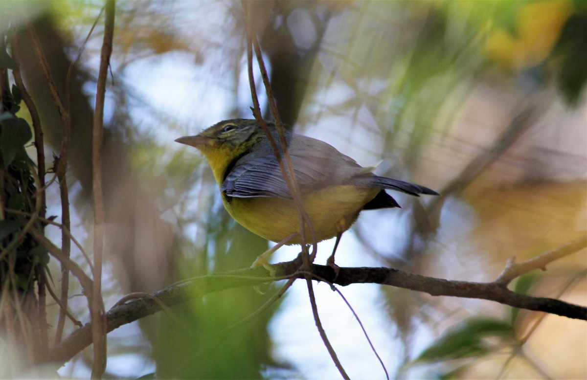 Golden-crowned Warbler - ML417054481