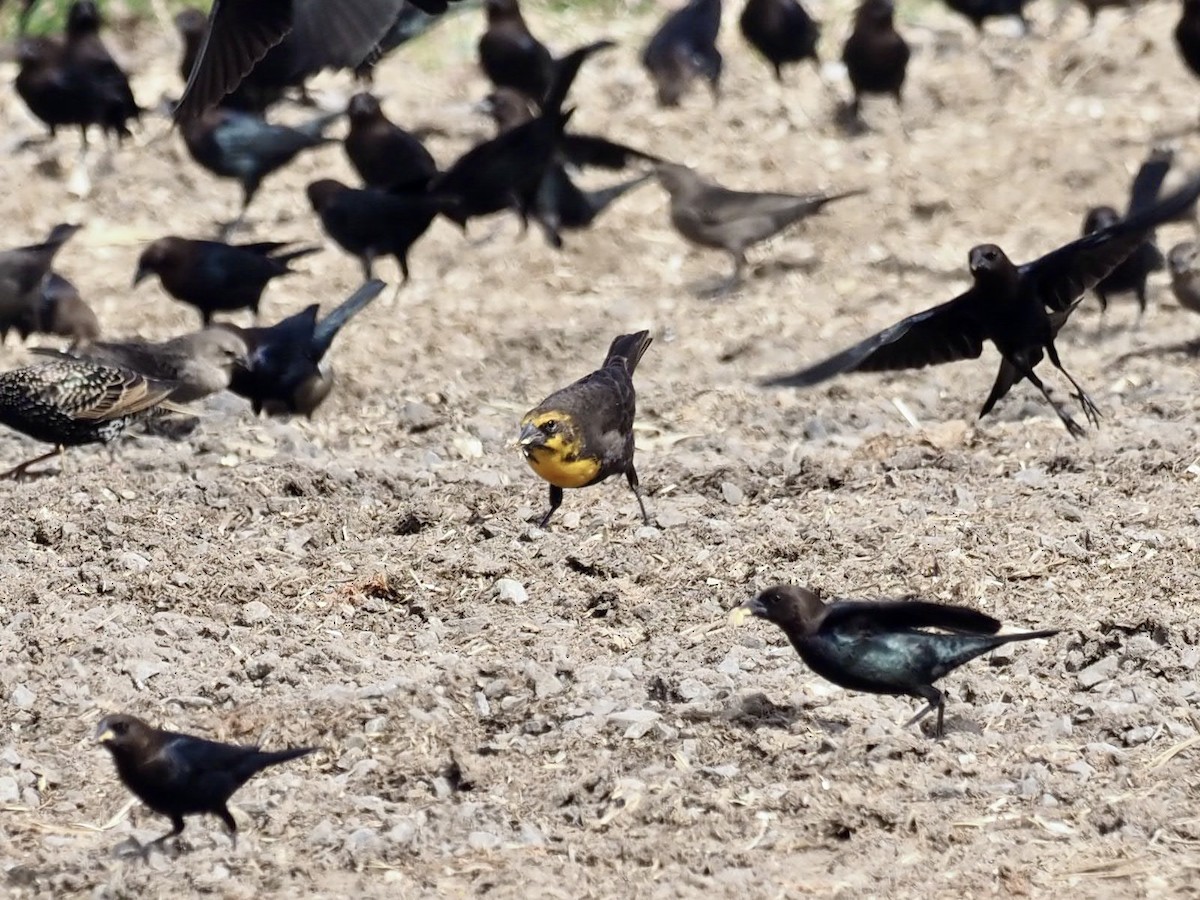 Yellow-headed Blackbird - ML417055151