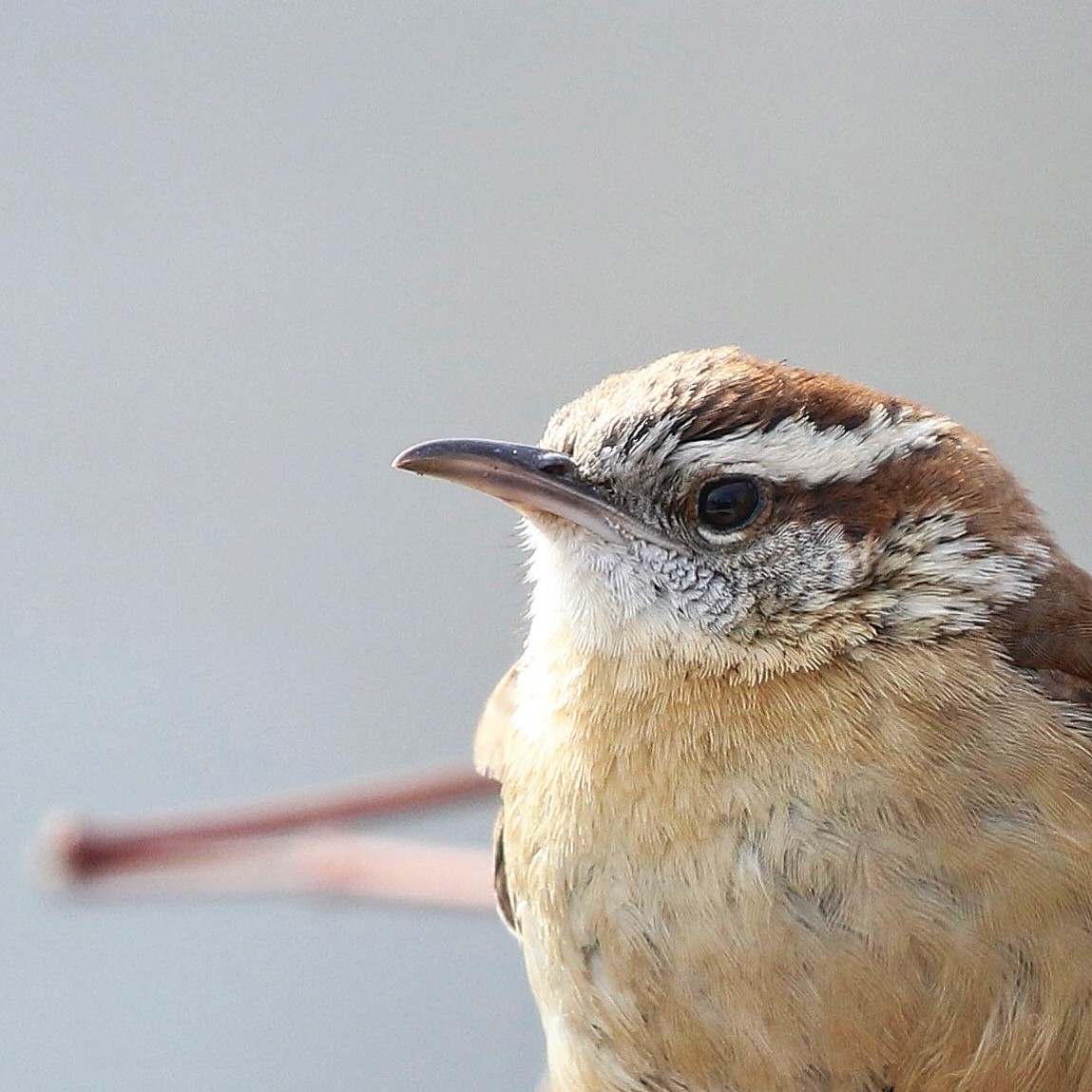 Carolina Wren - ML417057561