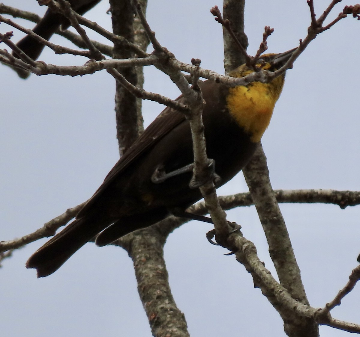 Yellow-headed Blackbird - ML417057721