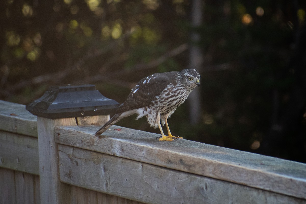 Sharp-shinned Hawk - ML417057911