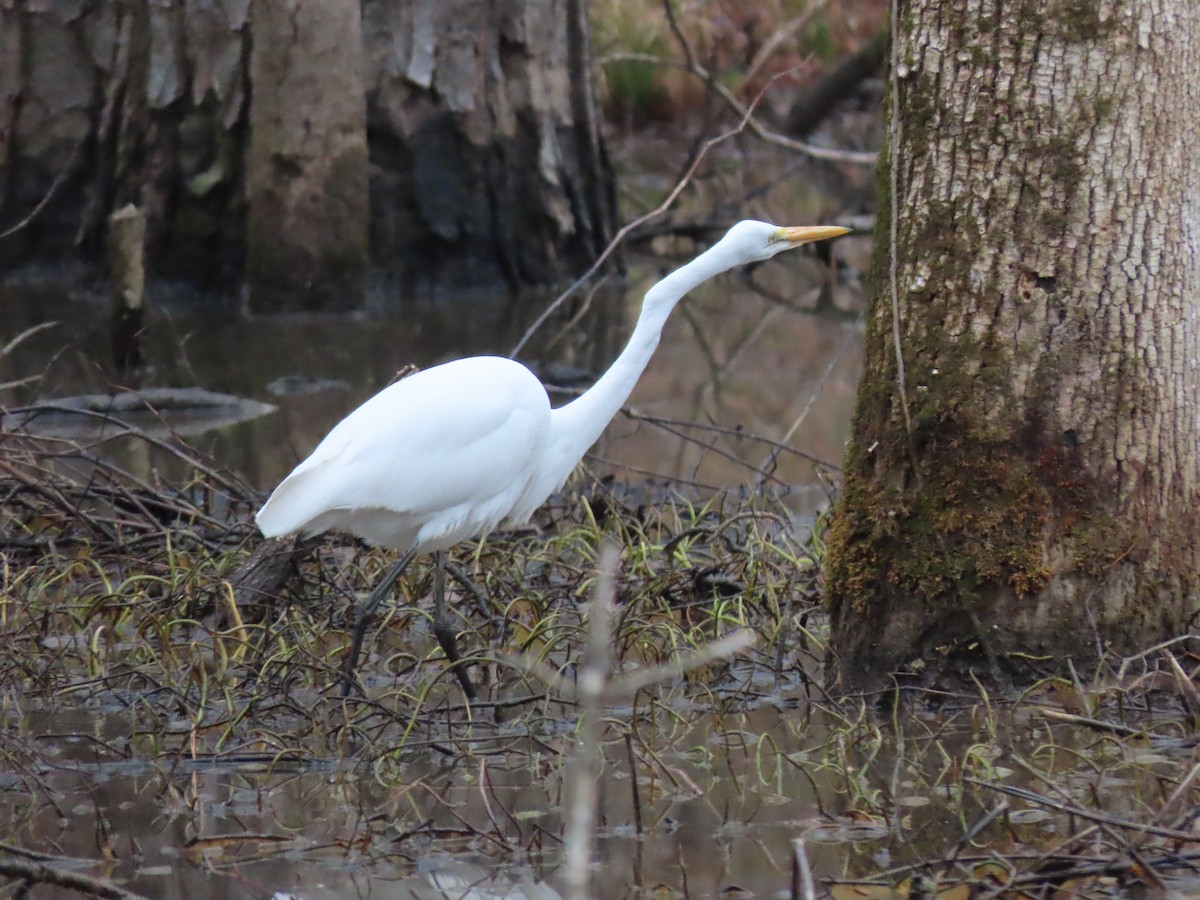 Great Egret - ML417058171