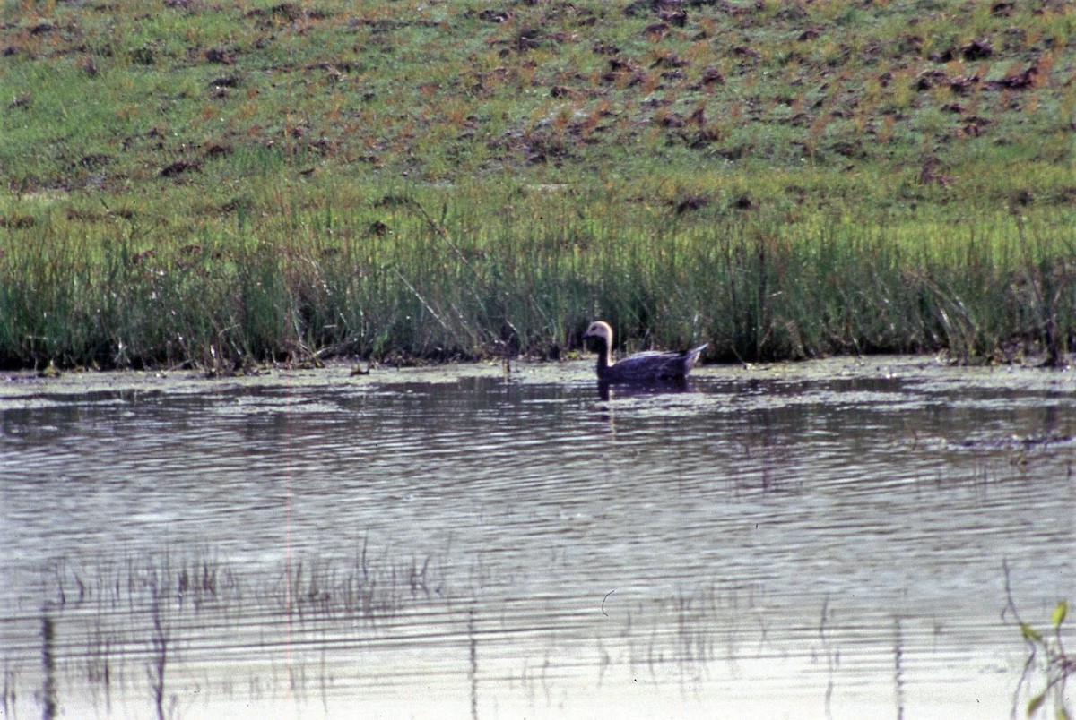 Emperor Goose - ML417058821