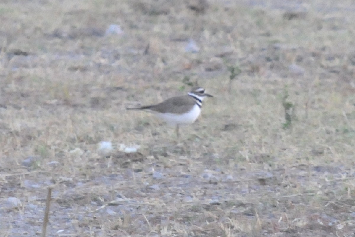 Killdeer - ML41705901