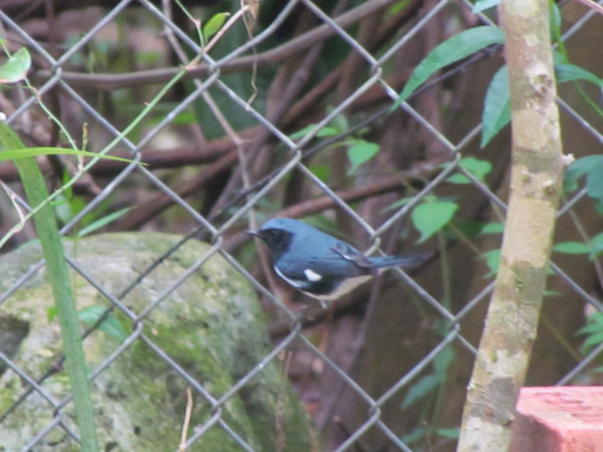 Black-throated Blue Warbler - Carolyn Retey