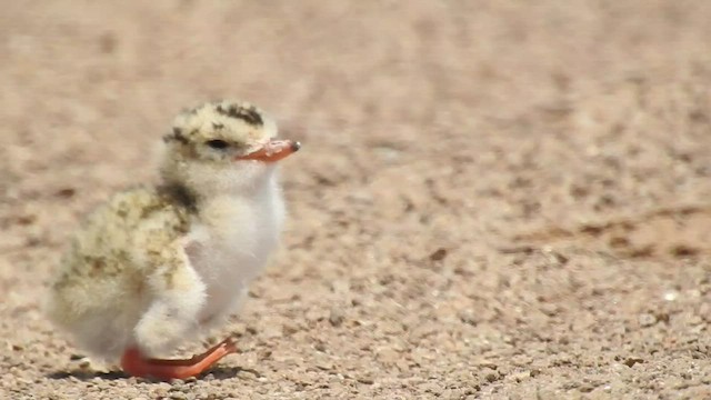 Peruvian Tern - ML417060631