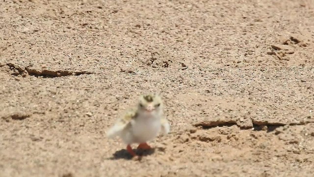 Peruvian Tern - ML417060961