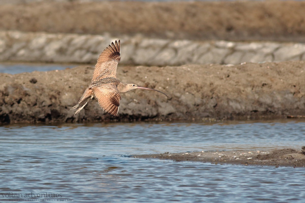 Long-billed Curlew - ML417063441