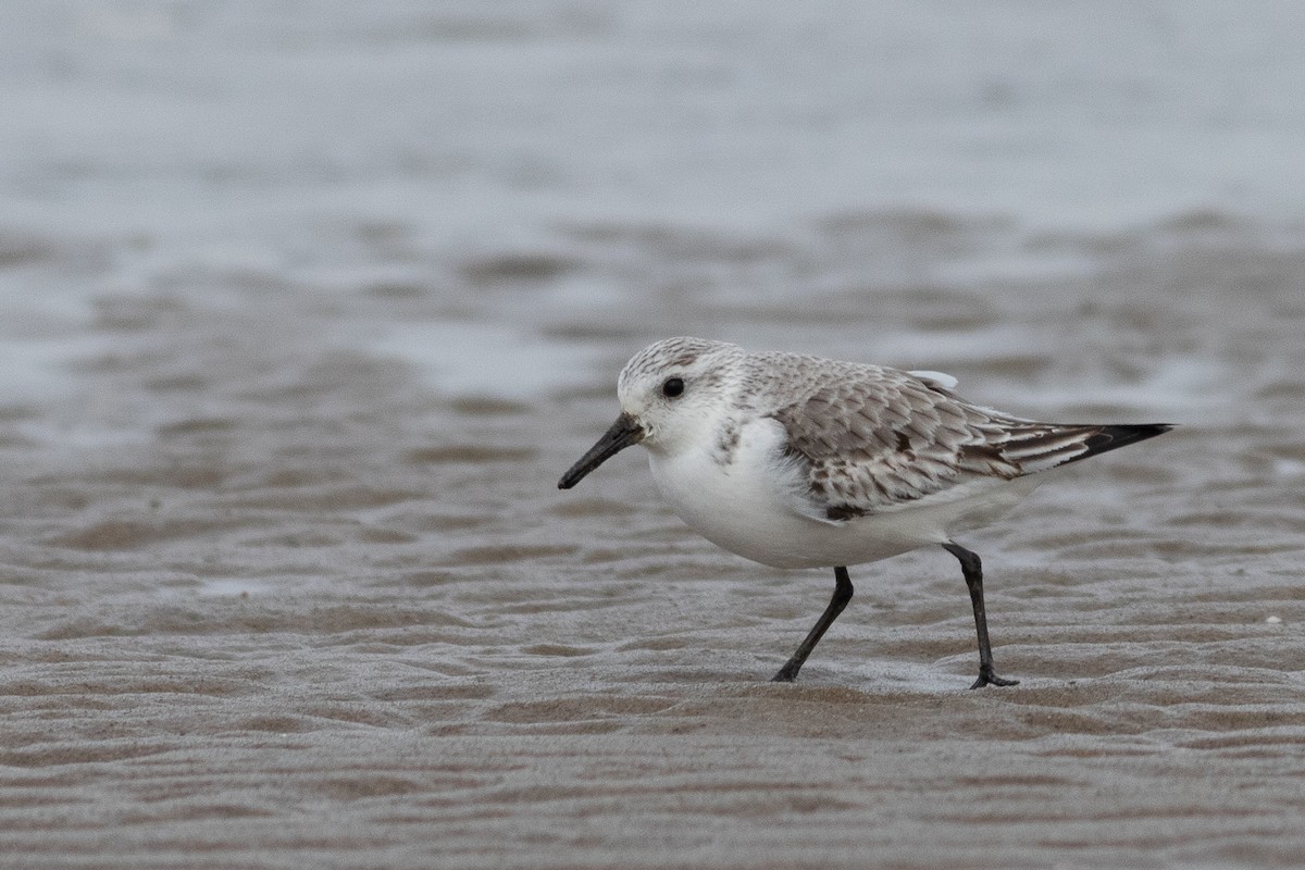 Bécasseau sanderling - ML417066701