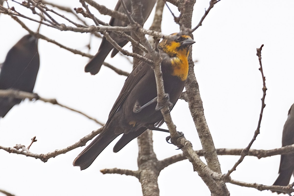 Yellow-headed Blackbird - ML417070651
