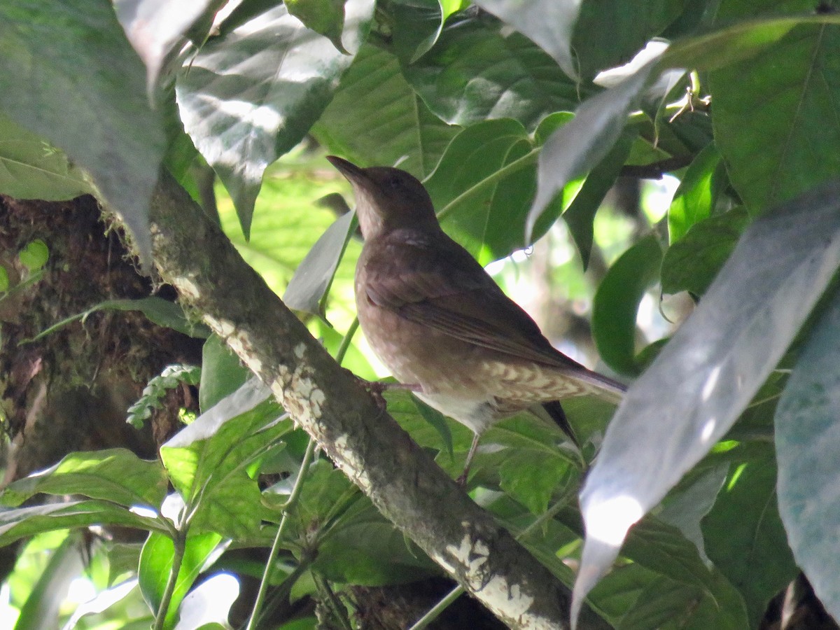 Mountain Thrush - ML41707071