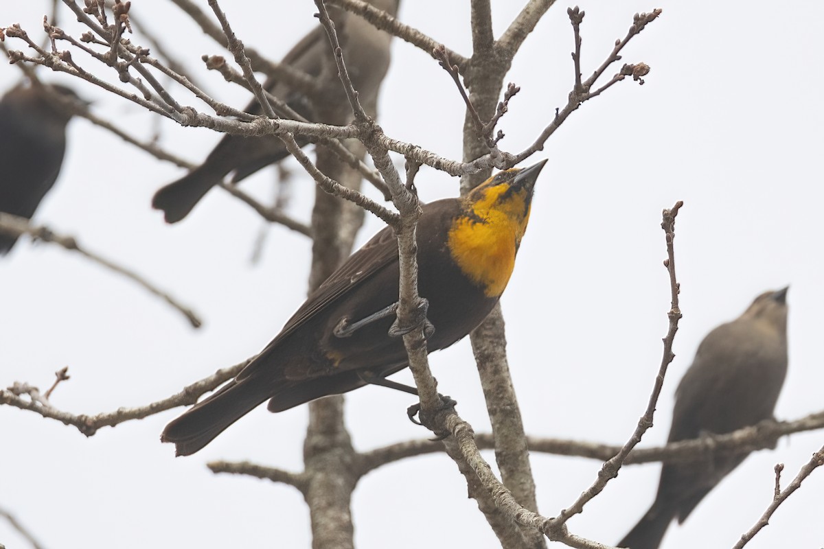 Yellow-headed Blackbird - ML417070801