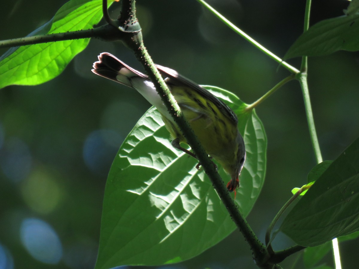 Magnolia Warbler - ML417071801