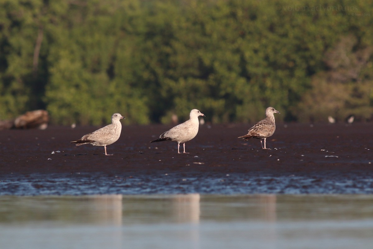 gull sp. - ML417071861