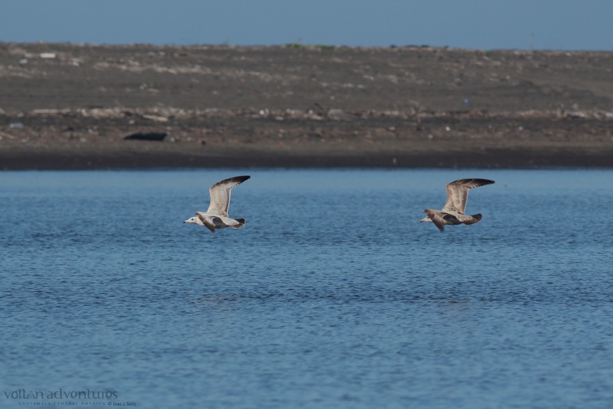 goéland ou mouette sp. - ML417072351