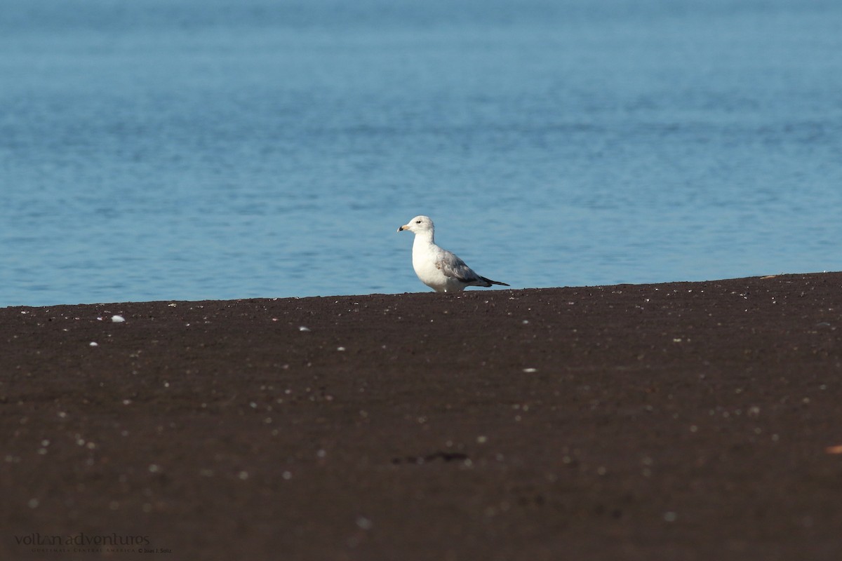 Ring-billed Gull - ML417072631