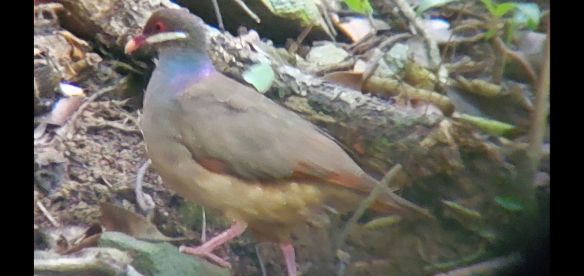 Bridled Quail-Dove - ML417073601