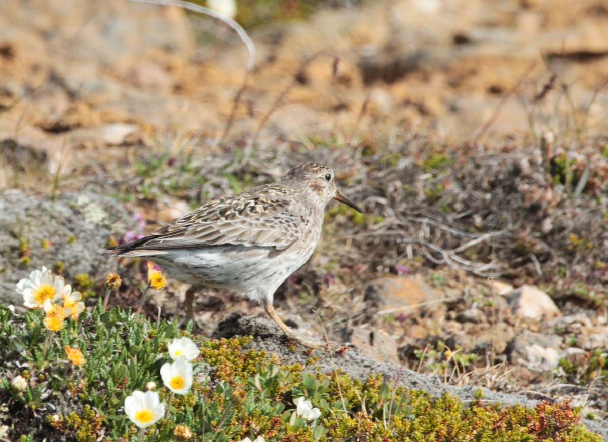 Purple Sandpiper - ML417074711