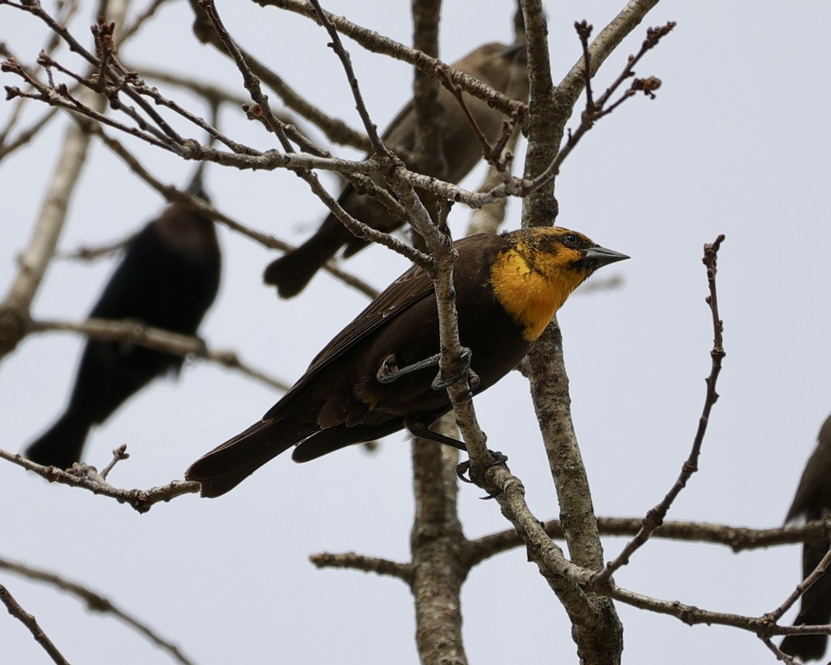 Yellow-headed Blackbird - ML417074741