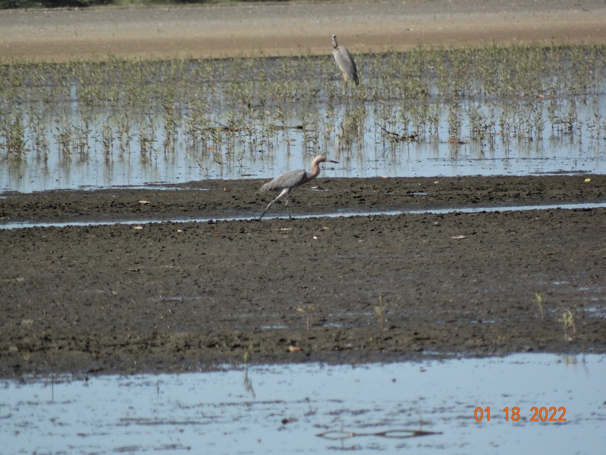 Reddish Egret - ML417075891