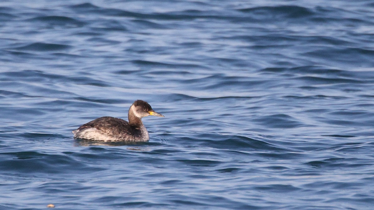 Red-necked Grebe - ML417076391