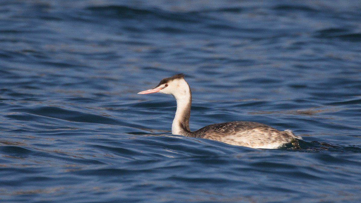 Great Crested Grebe - ML417076651