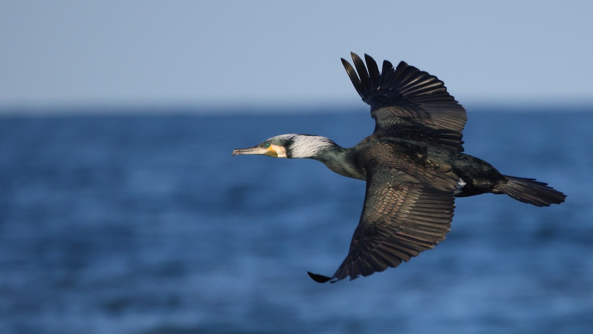 Great Cormorant - ML417076741