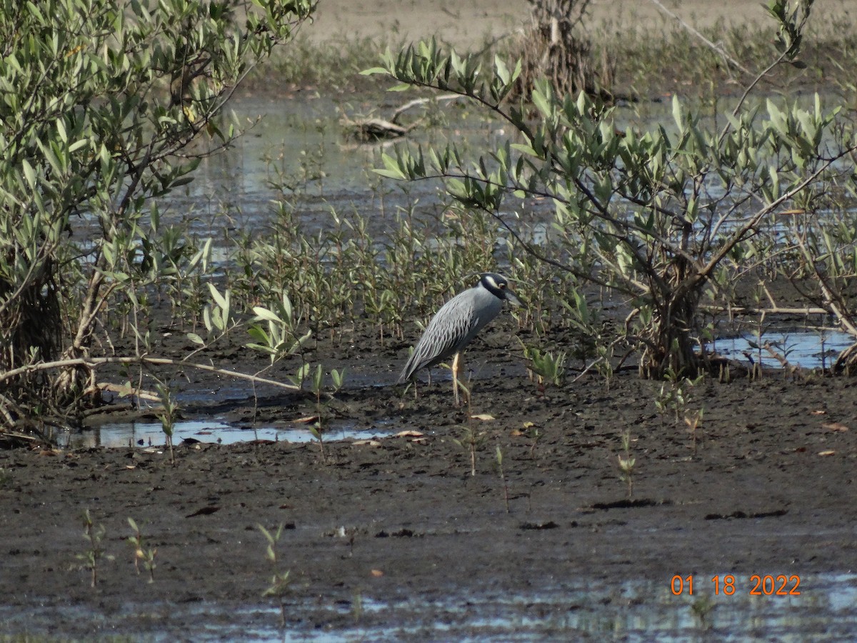 Yellow-crowned Night Heron - ML417076881