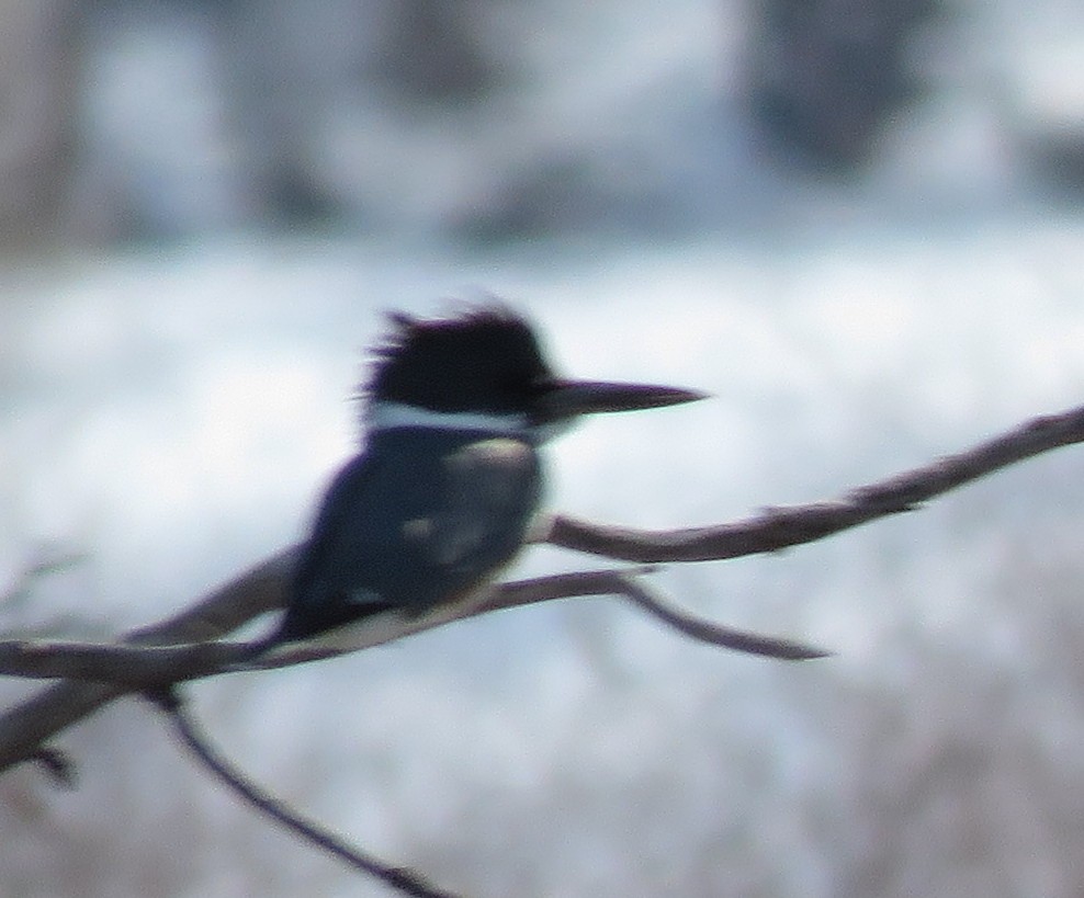 Belted Kingfisher - ML417077031