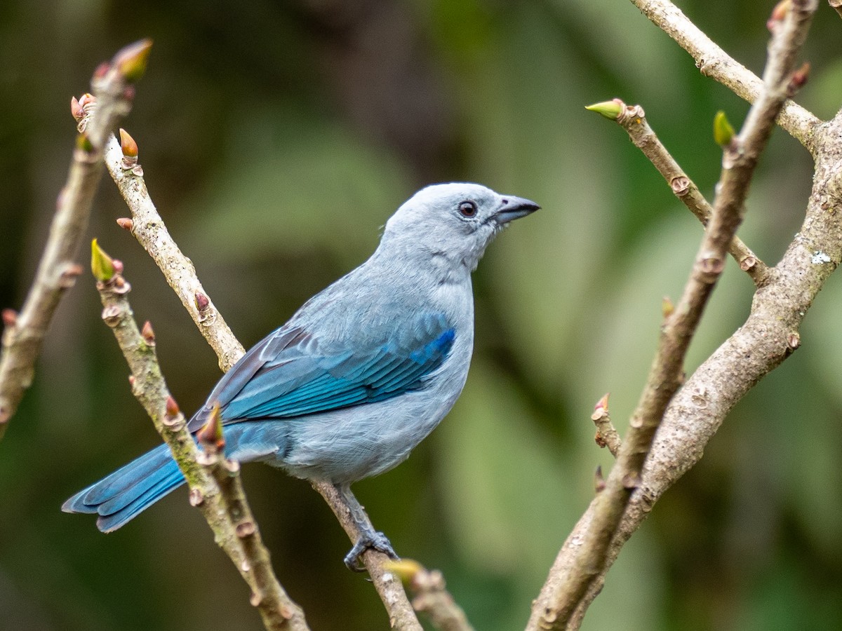 Blue-gray Tanager - ML417077831