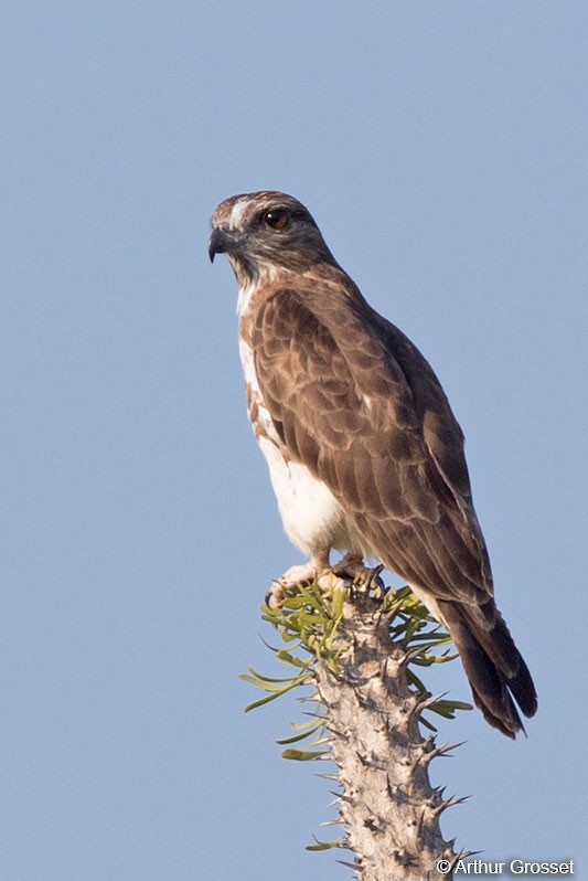 Madagascar Cuckoo-Hawk - ML41707841